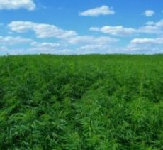 , Canopy Growth&#8217;s latest hemp move could add 2,000 acres