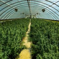 , US hemp production doubled in &#8217;17, report says