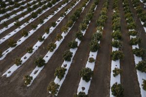 , Hemp farmers mulling a move into marijuana must know different rules, growing techniques