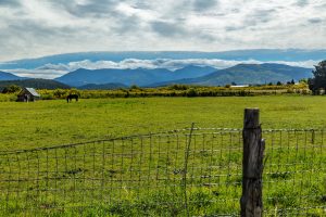 , Colorado certifies more hempseeds, boosting approved cultivars to seven