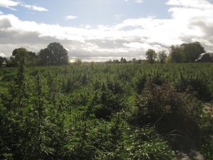 Hemp processing crunch, Why harvesting and processing may be expensive lessons for this year&#8217;s new hemp farmers