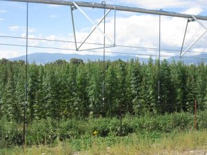 , Water access poses big risk for many hemp growers in 2018