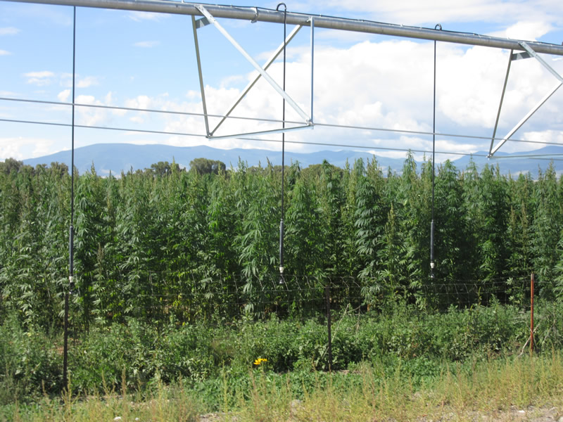 photo of Sanitas Peak to invest $3M in hemp producer Colorado Cultivars image