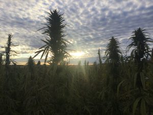 hemp variety breeding, Hemp farmers tailoring new genetics for different growing regions throughout US