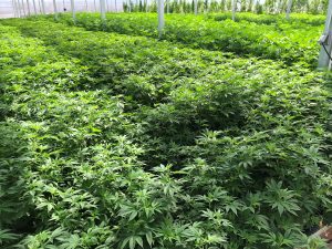 , Firms create hemp joint venture in Oregon in hedge against cannabis oversupply