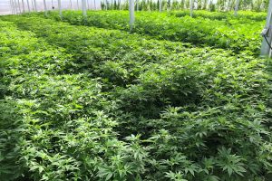 Oregon marijuana hemp, Oregon marijuana growers eye opportunities in hemp