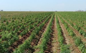 hemp farmers; coronavirus stimulus, Farmers included in new round of coronavirus stimulus funding for small businesses