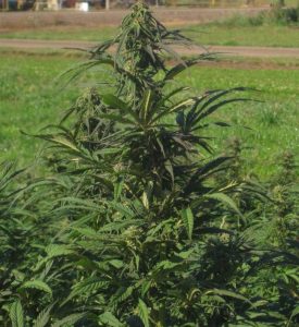 Canada marijuana US hemp, Canada marijuana titans flexing into US hemp industry