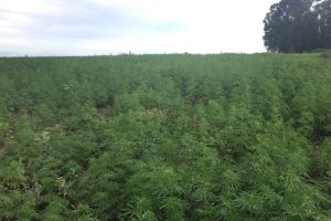 Uruguay hemp, Uruguay continues Latin American cannabis leadership with hemp industry