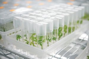 hemp tissue culture, Hemp cultivators turn to tissue culture to increase propagation levels, preserve genetics