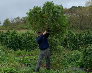 hemp farming licenses, Hemp boom: States report dramatic licensing increases for 2019