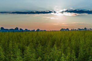 hemp lawsuit lessons, Oregon hemp production lawsuits may offer lessons for farmers