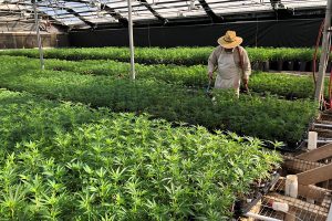 hemp cultivation tips, Do’s &#038; don’ts of hemp cultivation