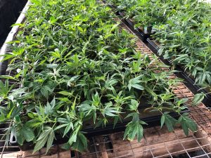 hempseed shortage, Shortage of CBD seeds, clones will leave some farmers out of hemp game this year