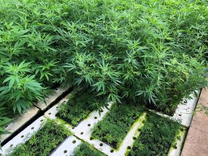 hemp cultivar USDA, What is hemp? Industry members debate which cultivars fit federal definition