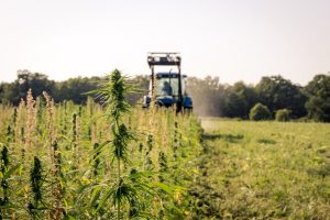 , As hemp harvest nears, US farmers face uncertainty about regulations