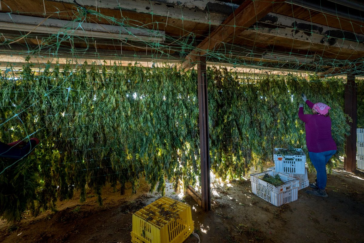 photo of Hemp farmers searching for flower-storage solutions image