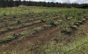 hemp hail damage, Damaging hailstorm hits Oregon hemp farms, causes potentially millions in losses