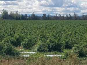 Oregon hail update, Oregon hailstorm update: Hemp crops recovering but may not have time to flower