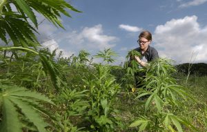 , Despite pandemic, Midwest hemp producers build regional database to spot best cultivation practices