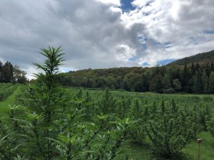 USDA hemp rules, USDA hemp rules are out, and they account for some THC variance