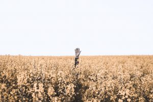 2019 hemp harvest, Struggling farmers who bet everything on hemp this year experiencing bitter harvest