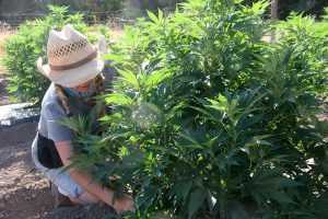 cannabis hemp cross-pollination, Cross-pollination drives growing disputes between marijuana, hemp farmers