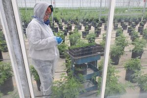 USDA rules, USDA lawyer: Hemp growers have &#8216;a little bit of leeway&#8217; on THC testing, but not much