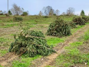 hemp growers, Hemp production too risky and restrictive for small farmers, advocates say