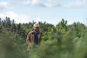 cbg cannabinoid, Hemp producers finding major profits from minor cannabinoids