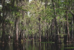 louisiana hemp program, Louisiana begins licensing farmers, CBD firms to build state’s nascent hemp industry