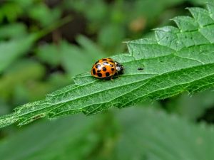 sustanable hemp production | environment, 3 ways hemp farmers can promote earth-friendly cultivation