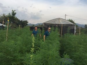 Uruguay hemp, Colombian company&#8217;s hemp exports to US stalled amid pandemic delays