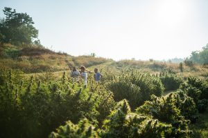 USDA hemp final rules, Hemp farmers brace for changes as USDA&#8217;s final rules take effect