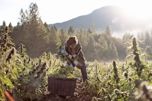 East Fork Cultivars, Oregon hemp producer leverages partnerships, retail presence to get national exposure, expand its footprint