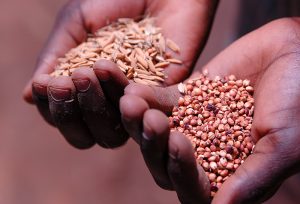 Image of two hands holding hempseeds