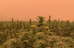 hemp wildfire, Wildfires destroying hemp crops in California, Oregon