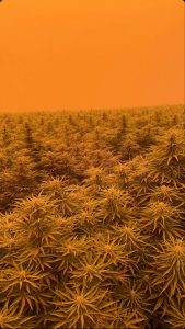 , Are your hemp crops safe? FSOil conducts study following the 2020 Oregon Wildfires