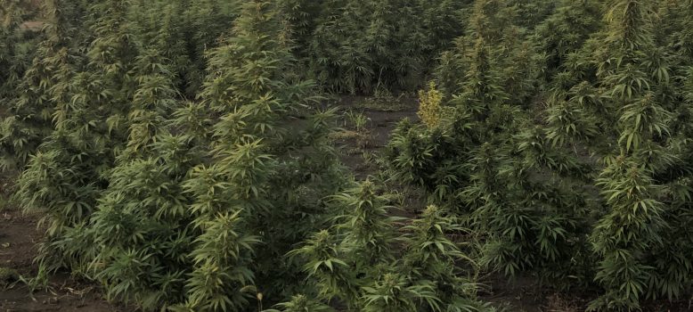 USDA hemp data
