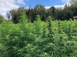 , USDA gives hemp farmers breathing room on THC, testing, but retains DEA requirement