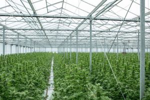 GW Pharma to be purchased by Jazz Pharmaceuticals for $7.2 billion, CBD maker GW Pharma agrees to $7.2 billion acquisition by Ireland&#8217;s Jazz Pharmaceuticals