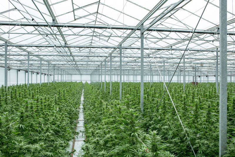 How Greenhouse Growers Can Plan for Delays in the Supply Chain - Greenhouse  Grower