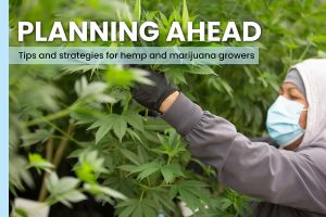 hemp marijuana soil preparation, Planning Ahead: Preparing hemp and marijuana fields for growing season