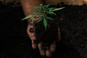 hemp ESG fund, Timing for ESG-focused hemp fund &#8216;couldn&#8217;t be better,&#8217; founder says