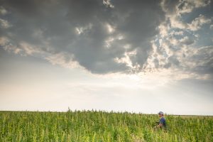 , How Patagonia is helping build a domestic hemp fiber supply chain