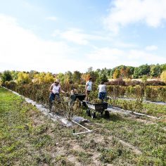 Hemp carbon farming