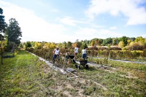 Hemp carbon farming