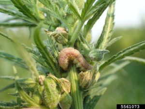 pests and cannabis, These four pests could harm your outdoor cannabis grow this season