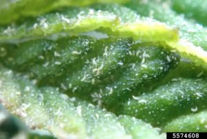 pests and cannabis, Four key pests to watch out for during this outdoor cannabis growing season