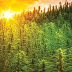 hemp carbon credits